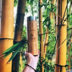 someone hold up the bamboo bottle with bamboo trees in the background